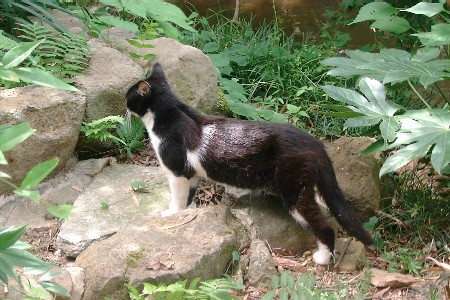 cat4
