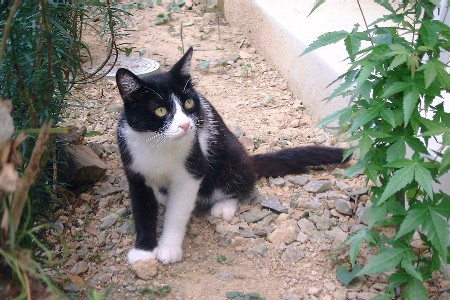 cat5