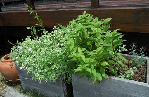 カレープランツ植え込み