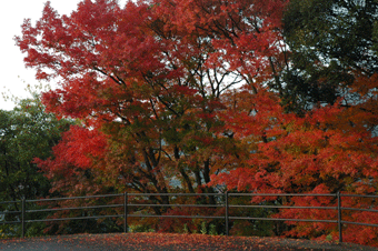 紅葉２