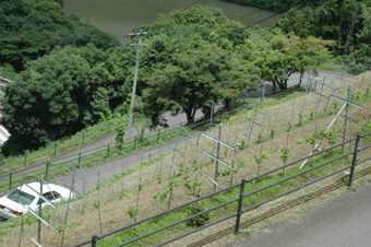 6月のシャルドネ２