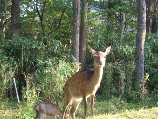 えびの高原の鹿