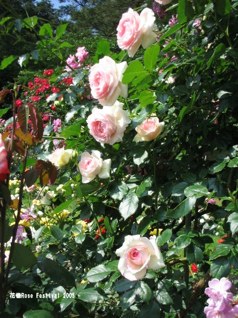 花巻2005ピエール