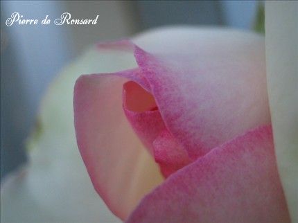 ピエールドロンサール　060817