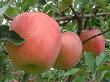 20070923リンゴ.jpg