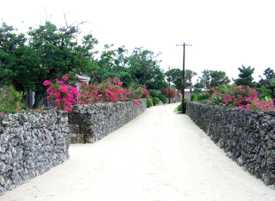 竹富島は花で一杯