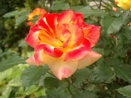 IMGP2366.jpg