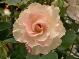 IMGP2359.jpg