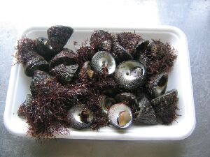 長崎 ミナ貝 蜷貝 の塩ゆで 長崎のおいしいもの じげもん グルメ情報サイト 楽天ブログ