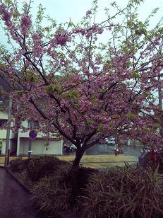 2010年 3月 河津桜
