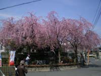 大仏鉄道桜