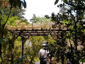 万葉植物園5.4-1