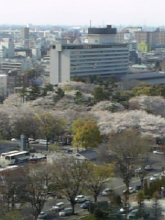 19・4・6　キャッスルと桜.jpg