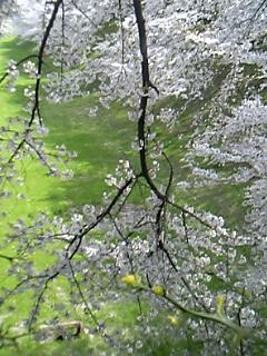 名古屋城お堀の桜