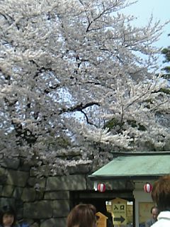 名古屋城桜