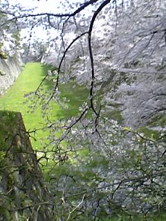 石垣と桜