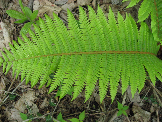 飯綱植物３.jpg