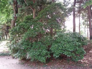 アセビの自然樹形 | 玉川造園・庭師の風流日記 - 楽天ブログ