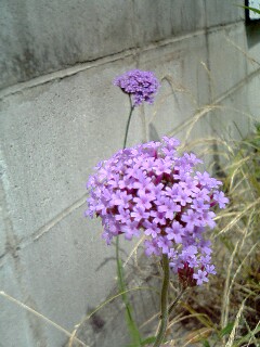 道端の花