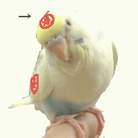 いんこ のコピー.png