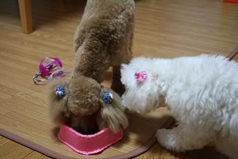 おッ！！これは、なっちゃんのご飯ですけど！？