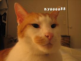 ふてぶてしいnyan