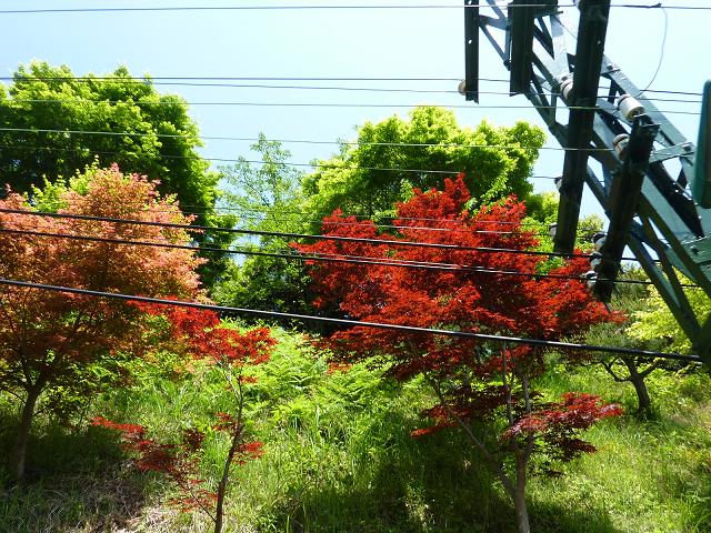 天橋立22年5月17日 129i.JPG