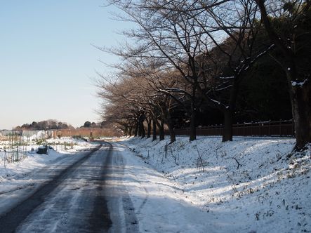 雪の見沼代用水 002.jpg