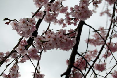 極楽寺の枝垂れ桜３