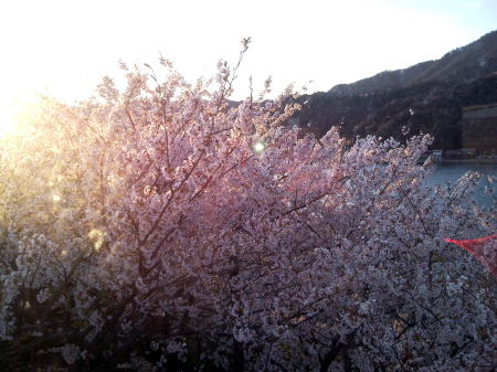 Ｈ２２お台場公園の桜２