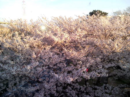 Ｈ２２お台場公園の桜３