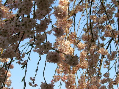 しだれ桜の花