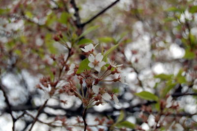 醍醐桜２