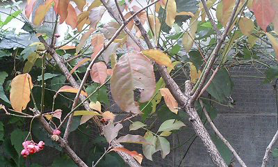 ﾏﾕﾐ071130.jpg