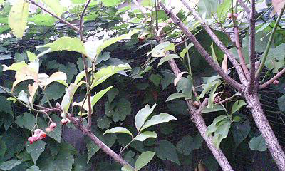 マユミ071111.jpg