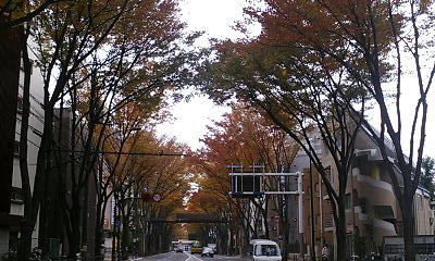 甲州街道紅葉071129.jpg