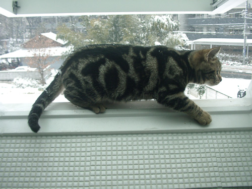 猫と雪.jpg