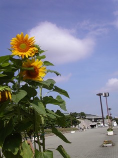 ひまわりと大阪城ホール