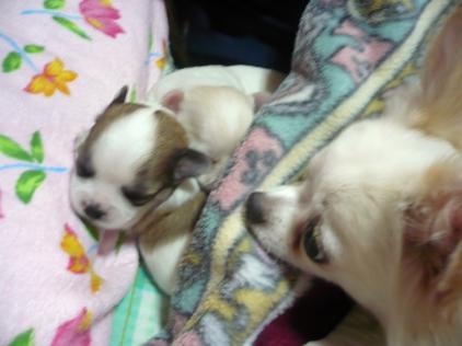 ココロ：(^^♪～ｚｚｚ～☆