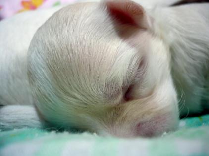 女の子：ｚｚｚ～♪