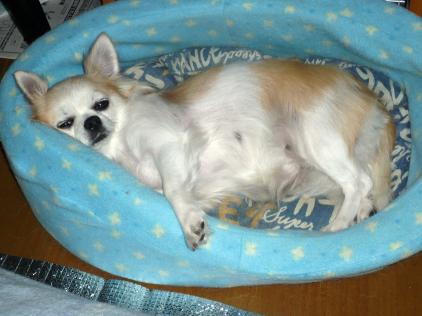 ｚｚｚ．．．ＺＺＺ．．ｚｚｚ