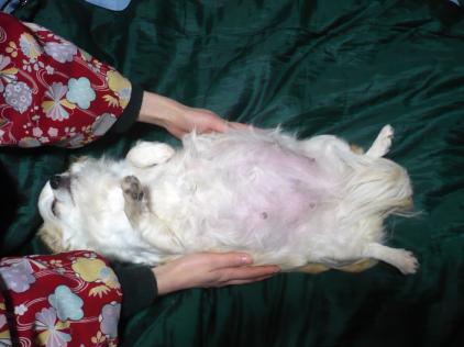 いちご：大きいで～す(^O^)／