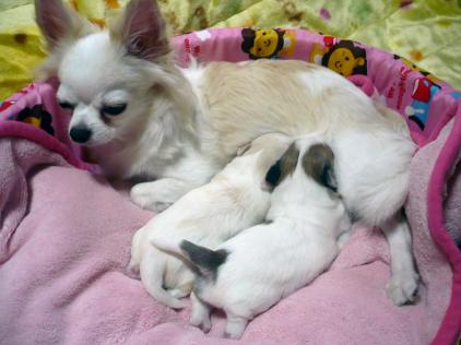 ココロ：ふかふかクッション～(#^.^#)