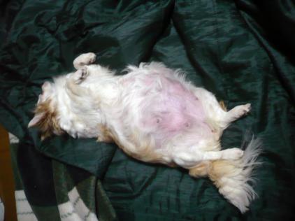 いちご：ｚｚｚ　ＺＺＺ　ｚｚｚ