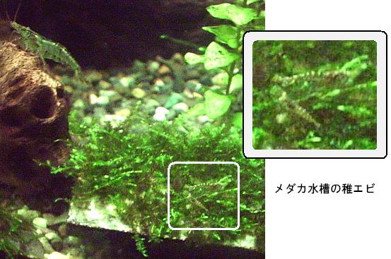 ミナミヌマエビ飼育観察日記 メダカの大学 楽天ブログ