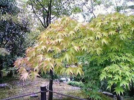 永観堂　10月３日現在の紅葉