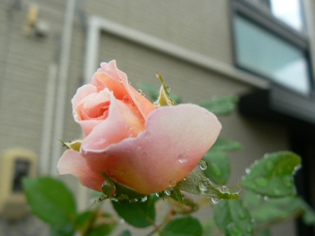 09_08_28 アブラハムダービー.jpg