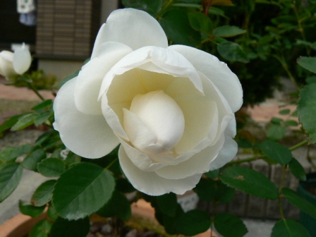 09_10_15 グラミス（14日昼）.jpg