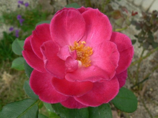 09_08_29 名無し2号.jpg