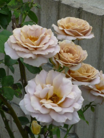09_06_24 名無し１号　1.jpg